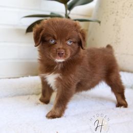 Miniature Australian Shepherd and Toy Australian Shepherd Puppies from Hydden Aussies