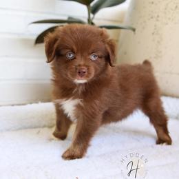 Miniature Australian Shepherd and Toy Australian Shepherd Puppies from Hydden Aussies