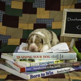 Australian Shepherd Puppies from Dovehawk Australian Shepherds