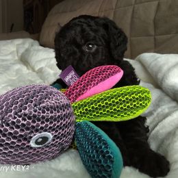 Poodle Puppies from Magnificent Standards