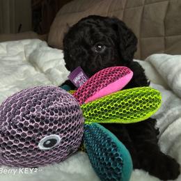 Poodle Puppies from Magnificent Standards