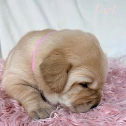Labrador Retriever Puppies from Berkstone Labradors