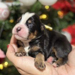 Ziggy - yellow collar male - Tri-color male Bernedoodle puppy in Yuciapa, California from AlltheDoodlez_