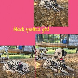 Pink - White and black female Dalmatian puppy in Pulaski, Tennessee from River Valley Forge Dalmatians