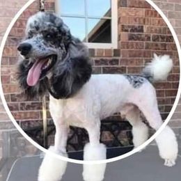 Sheepadoodle All Grown Up from Mountain View Family Doodles
