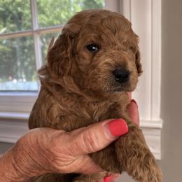 Goldendoodle and Labradoodle Puppies from Parks Avenue Goldendoodles