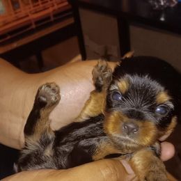 Porsha - Black and tan female Yorkshire Terrier puppy in Clermont, Florida from Bella's Prissy Butts