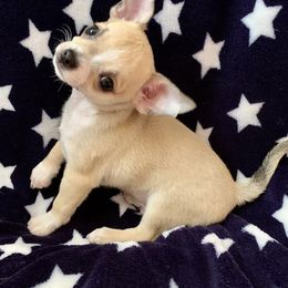 Chihuahua Puppies from Schafer's AKC Chihuahuas
