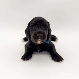 Buzz (AKC solid black) - Black male Dachshund puppy in Waddell, Arizona from Neu Doxies