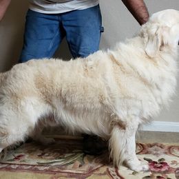 Bo - Golden Retriever