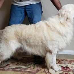 Bo - Golden Retriever