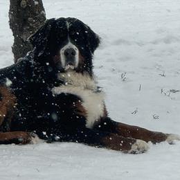 Helga - Bernese Mountain Dog