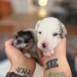 Frost - Blue merle male Miniature American Shepherd puppy in Phoenix, Arizona from Outlaw Minis