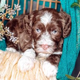Ranger - Chocolate male Australian Labradoodle puppy in Decatur, Alabama from Southern Meadows Doodles