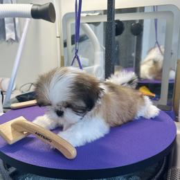 Northstars Journey by Starlight Cora - Gold and white female Shih Tzu puppy in Paso Robles, California from Northstar Shih Tzu