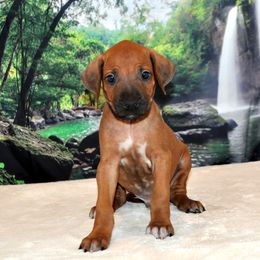 Rhodesian Ridgeback Puppies from Diane Quitoni