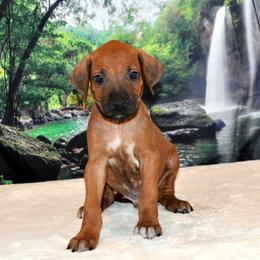 Rhodesian Ridgeback Puppies from Diane Quitoni