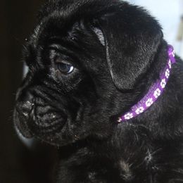 Purple Collar - Black female Cane Corso puppy in Troy, Tennessee from Storm Front Cane Corso