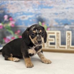 Bentley - Dapple male Dachshund puppy in Norwood, Missouri from Madra's Dashing Doxies