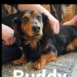Buddy - Dachshund