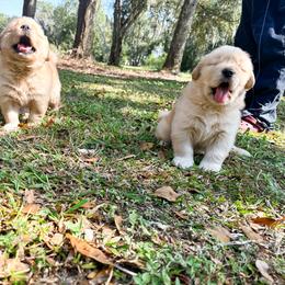 Golden Retriever Puppies from All shades Golden