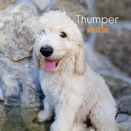 Thumper - Cream male Goldendoodle puppy in Ringgold, Georgia from Re Family Doodles