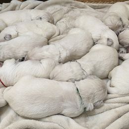 Golden Retriever puppies from Silver Morning Farm