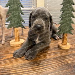 Monica - Blue female Great Dane puppy in Granbury, Texas from Anderson Blau’s Great Danes & French Bulldogs