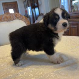 Girl 1 - female Australian Shepherd puppy in Esparto, California from Cutting Up Ranch  Australian Shepherds