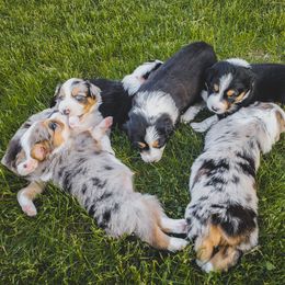 Australian Shepherd Puppies from Rana's Australian Shepherds