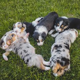Australian Shepherd Puppies from Rana's Australian Shepherds