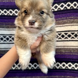 Pink Collar Girl Bluey - Sable female Pembroke Welsh Corgi puppy in Paris, Kentucky from Flat Run Corgis