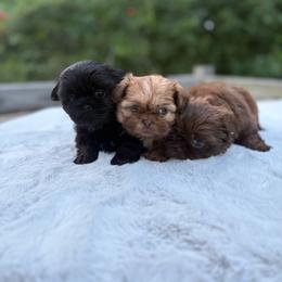 Cienna - Liver female Shih Tzu puppy in Garner, North Carolina from House of Paws Heritage Nursery