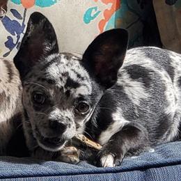 Piper - Chihuahua