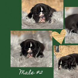 Boy 2 - Brindle male Bulldog puppy in Quinlan, Massachusetts from Wright Way Retrievers