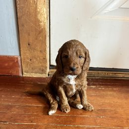 Bernedoodle and Labradoodle Puppies from Zehr’s Labradoodles & Bernedoodles