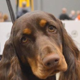 Field Spaniels from Blue Sky Field Spaniels