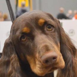 Field Spaniels from Blue Sky Field Spaniels