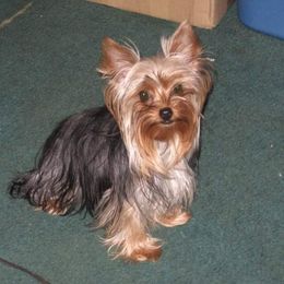 Yorkshire Terriers from Bonnie White