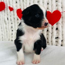 Arrow - Black tri-color male Australian Shepherd puppy in Zwingle, Iowa from Homestead Aussies & Doodles