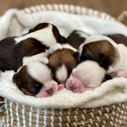 Shih Tzu puppies from Shih Tzus To Love