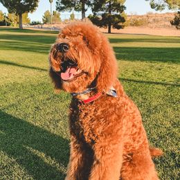 Ranger - Goldendoodle