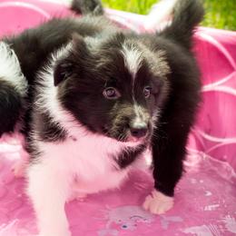 Border Collie Puppies from Top Notch Border Collies