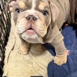 Girl 6 Smokey - Lilac tri-color female Bulldog puppy in Cumming, Georgia from Happy Place Kennels