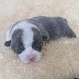 Asher - Blue male Pembroke Welsh Corgi puppy in Drain, Oregon from Sunnydale Corgis