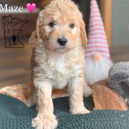 Maze - Goldendoodle puppy from North Star Dog Training
