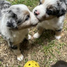 Miniature Australian Shepherd and Toy Australian Shepherd Puppies from Hailey's Miniature Australian Shepherds
