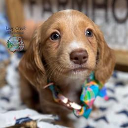 Ferrero - Red male Dachshund puppy in Fayetteville, West Virginia from Loop Creek Dachshunds