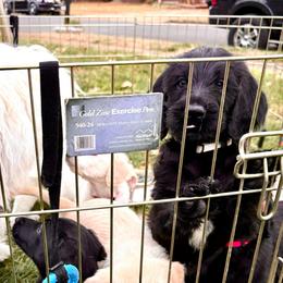 Ash- White Collar - Black male Assorted Doodle Crosses puppy in Norfolk, Virginia from Móraí’s Doodles