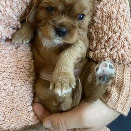 Cavalier King Charles Spaniel Puppies from Heart of a Cavalier